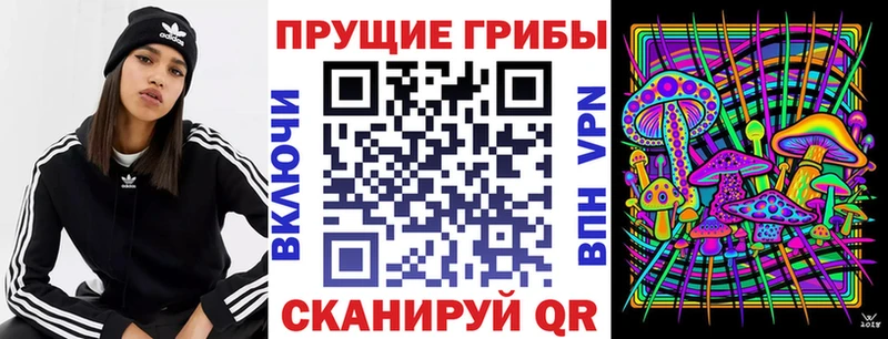 Купить где  Олонец  Галлюциногенные грибы Psilocybe 